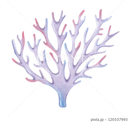 Branching coral. Watercolor and marker illustrations. Ocean coral reefs, underwater animal of seabed. Hand drawn isolated art. Underwater exotic nature marine ecosystem for travel guides, cosmetics. 120337993