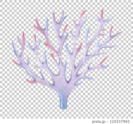 Branching coral. Watercolor and marker illustrations. Ocean coral reefs, underwater animal of seabed. Hand drawn isolated art. Underwater exotic nature marine ecosystem for travel guides, cosmetics. 120337993