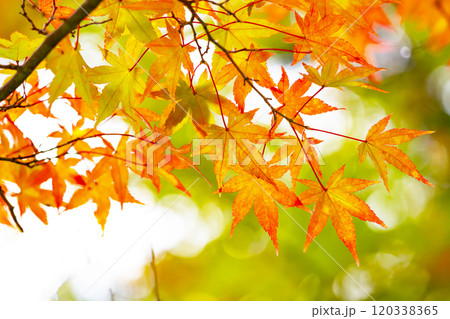 鮮やかな紅葉 120338365