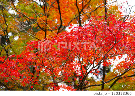鮮やかな紅葉 鮮やかな紅葉 120338366