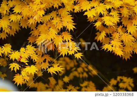 鮮やかな紅葉 鮮やかな紅葉 120338368