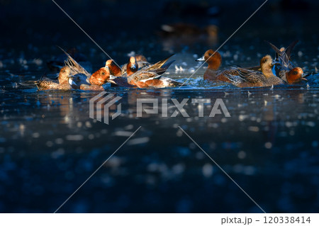 冬に身近な公園や池で見られる頭が赤く美しい水鳥、ヒドリガモ 120338414