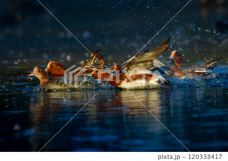 冬に身近な公園や池で見られる頭が赤く美しい水鳥、ヒドリガモ 120338417