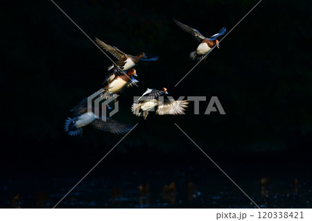 冬に身近な公園や池で見られる頭が赤く美しい水鳥、ヒドリガモ 120338421