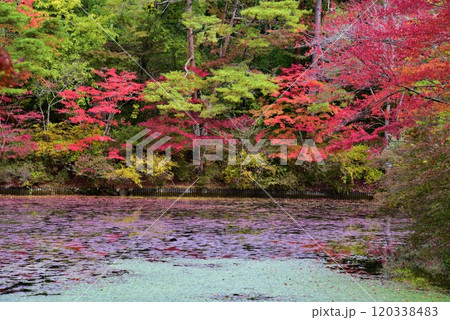 神戸森林植物園の秋景色 神戸森林植物園の秋景色 120338483