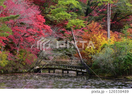神戸森林植物園の秋景色 120338489