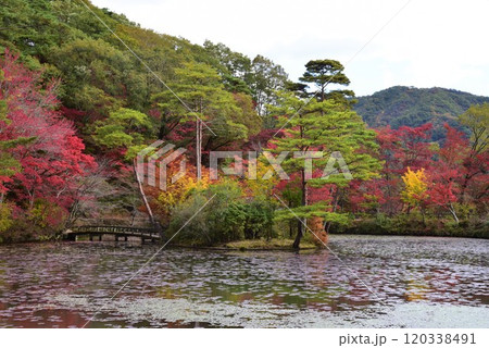 神戸森林植物園の秋景色 神戸森林植物園の秋景色 120338491