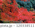 紅葉 120338511