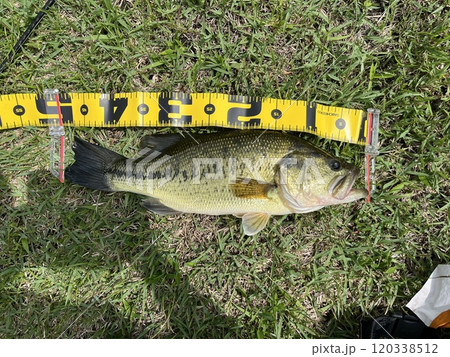 ブラックバス ブラックバス 120338512
