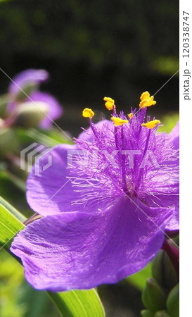紫色の花びらにムラサキツユクサの花が咲いています　花(5月)ムラサキツユクサ(紫露草)22V9.16 120338747