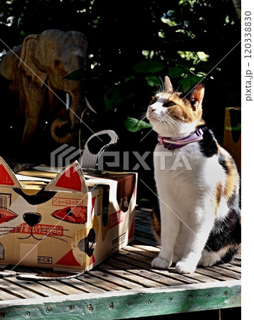 尾道の猫 120338830