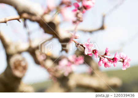 Peach flowering trees in gardens in spring Peach flowering trees in gardens in spring 120339436