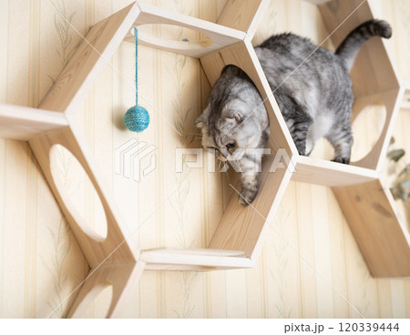 Playful young gray scottish fold cat interested with hanging beads while walking on wall mounted wooden shelf Playful young gray scottish fold cat interested with hanging beads while walking on wall mounted wooden shelf 120339444