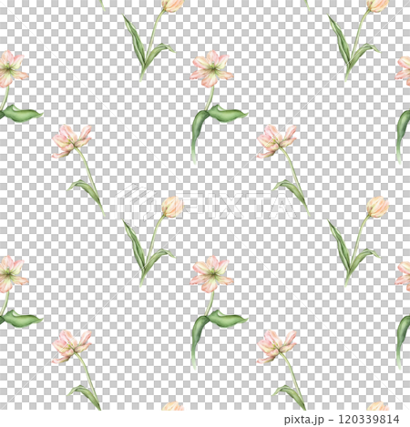 Seamless pattern of pastel pink light violet yellow bud Tulips watercolor illustration isolated on background. Hand drawn delicate spring perennial bulbous flower for spring wedding repeat design Seamless pattern of pastel pink light violet yellow bud Tulips watercolor illustration isolated on background. Hand drawn delicate spring perennial bulbous flower for spring wedding repeat design 120339814