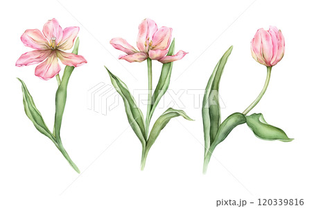Set of Pastel pink light yellow Tulips and open bud watercolor illustration isolated on white background. Hand drawn delicate garden spring perennial bulbous flower for spring wedding design or card. 120339816