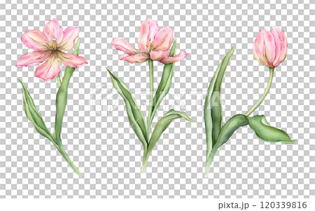 Set of Pastel pink light yellow Tulips and open bud watercolor illustration isolated on white background. Hand drawn delicate garden spring perennial bulbous flower for spring wedding design or card. 120339816