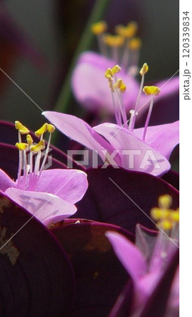 可憐なピンクの冠、ムラサキゴテン 花(6月)ムラサキゴテン(紫御殿)08V9.16 可憐なピンクの冠、ムラサキゴテン 花(6月)ムラサキゴテン(紫御殿)08V9.16 120339834