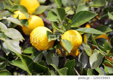 柚子 柚子 120339865
