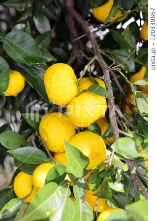柚子 120339867