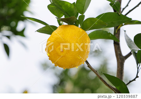 柚子 120339887