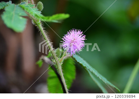 オジギソウ開花 オジギソウ開花 120339894