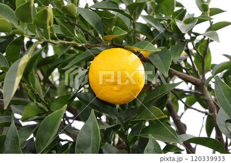 木に実った柚子 木に実った柚子 120339933