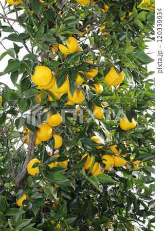 木に実った柚子 木に実った柚子 120339934
