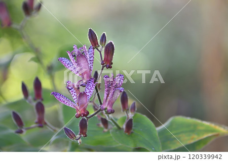 ホトトギス ホトトギス 120339942