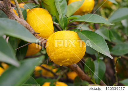 木に実った柚子 木に実った柚子 120339957