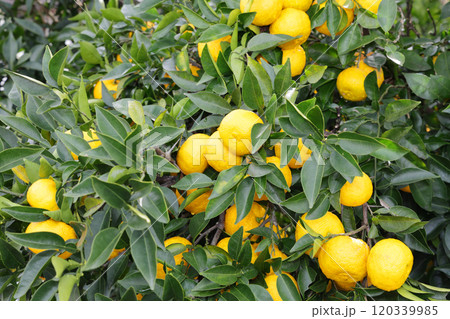 木に実った柚子 木に実った柚子 120339985