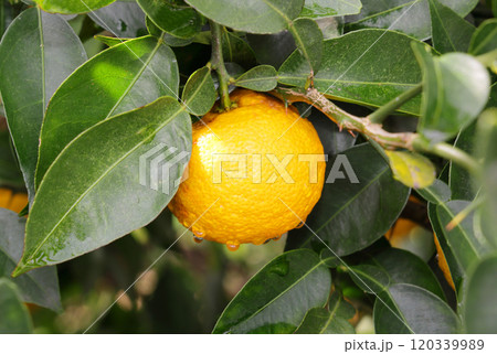 木に実った柚子 木に実った柚子 120339989