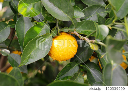 木に実った柚子 120339990
