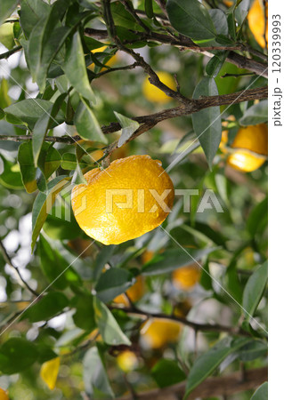 木に実った柚子 120339993