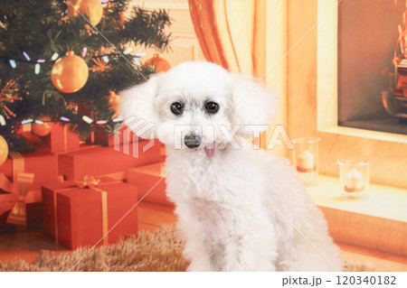 クリスマスツリーと微笑む白いトイプードル 120340182