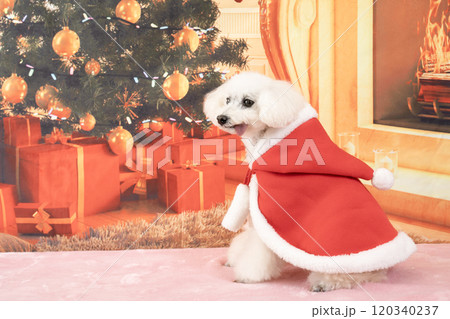 クリスマスツリーと微笑む白いトイプードル クリスマスツリーと微笑む白いトイプードル 120340237