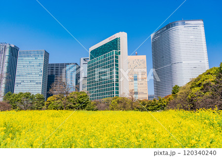 【東京都】東京の安らぎ空間・浜離宮恩賜庭園、菜の花畑越しに高層ビル群 120340240