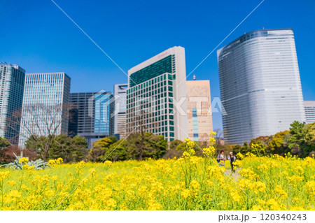 【東京都】東京の安らぎ空間・浜離宮恩賜庭園、菜の花畑越しに高層ビル群 120340243
