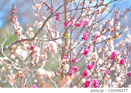 関東・湯河原梅林・梅の花を飛び回り蜜を吸うメジロ、春を満喫する和のイメージ・神奈川県湯河原町(8) 関東・湯河原梅林・梅の花を飛び回り蜜を吸うメジロ、春を満喫する和のイメージ・神奈川県湯河原町(8) 120340277