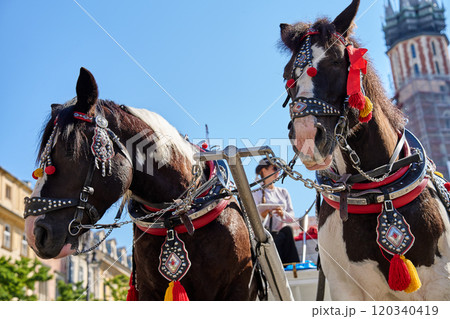 Two decorated horses standing in Krakow's main market square with st. Mary's basilica in the background on sunny day. Carriage for tourists in Krakow, Poland 120340419