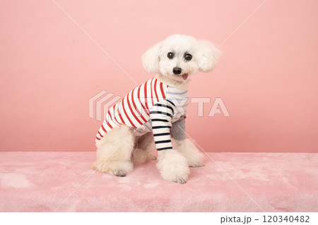 ボーダーの服を着た白いトイプードル ボーダーの服を着た白いトイプードル 120340482