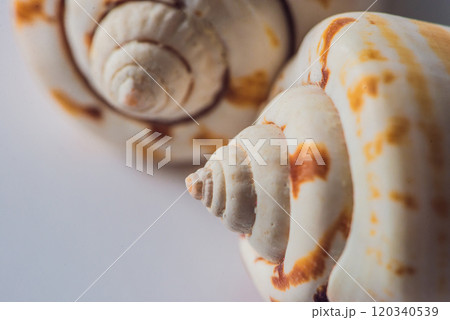 Background of a seashell surface extreme macro image Background of a seashell surface extreme macro image 120340539