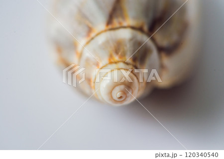 Background of a seashell surface extreme macro image 120340540