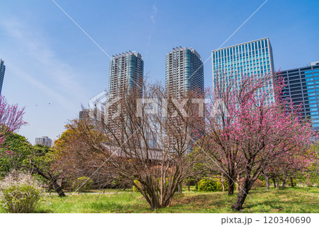 【東京都】東京の安らぎ空間・浜離宮恩賜庭園 花桃越しに高層ビル群 【東京都】東京の安らぎ空間・浜離宮恩賜庭園 花桃越しに高層ビル群 120340690
