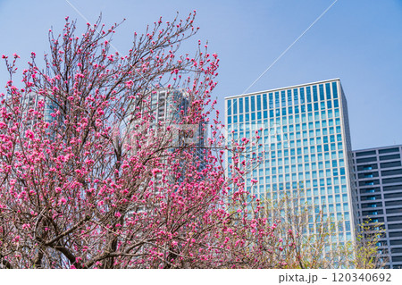 【東京都】東京の安らぎ空間・浜離宮恩賜庭園 花桃越しに高層ビル群 【東京都】東京の安らぎ空間・浜離宮恩賜庭園 花桃越しに高層ビル群 120340692
