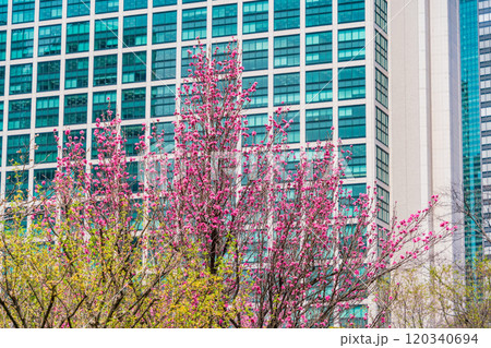 【東京都】東京の安らぎ空間・浜離宮恩賜庭園 花桃越しに高層ビル群 【東京都】東京の安らぎ空間・浜離宮恩賜庭園 花桃越しに高層ビル群 120340694