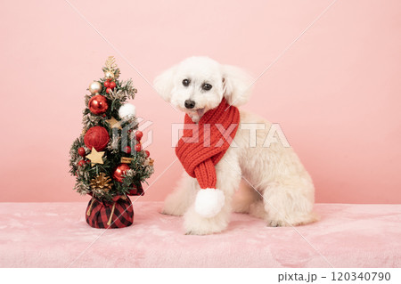 ピンクバックとクリスマスツリーと白いトイプードル ピンクバックとクリスマスツリーと白いトイプードル 120340790