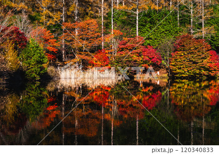 秋のいずみ湖公園の紅葉 秋のいずみ湖公園の紅葉 120340833