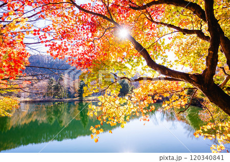 光射す秋のいずみ湖公園の紅葉 120340841