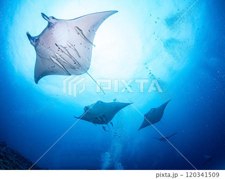 ヨナラ水道の求愛マンタ ヨナラ水道の求愛マンタ 120341509