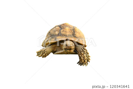 tortoise, cute turtle, sulcata tortoise, african spurred tortoise isolated on white background. 120341641